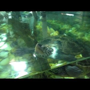 Meet your Posher, Naomi